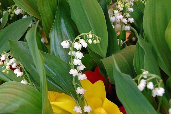 Le muguet, fleur porte bonheur, est traditionnellement offert le 1er mai, jour de la fete du travail.