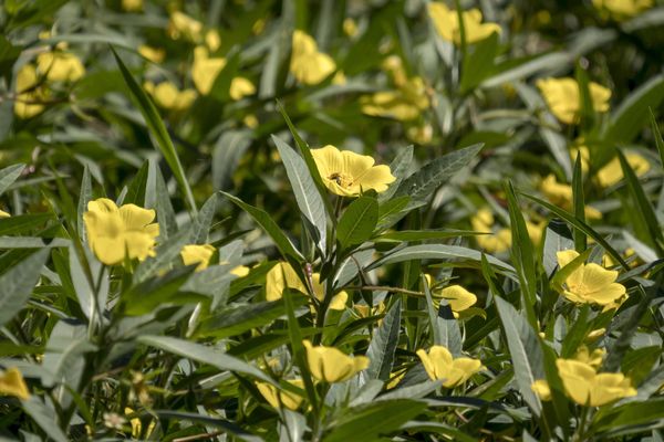 La plante d'Amérique du sud se multiplie avec facilité et rapidité. 