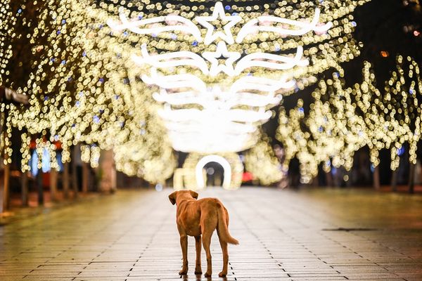 Voici les bonnes pratiques et les choses à éviter lorsque l'on souhaite offrir l'adoption d'un animal à Noël.