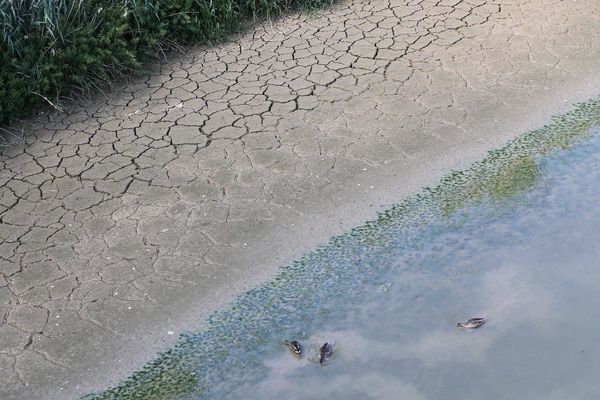 La sécheresse de la terre sur les berges de l'Ill 