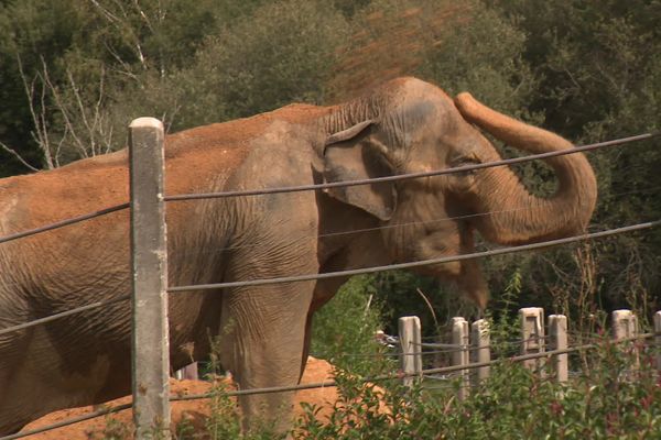 Dehli est arrivée le 24 août 2022 à Elephant Heaven à la limite du périgord et du limousin. "Elle est très à l'aise" constatent ses soigneurs