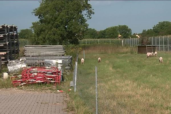 Les moutons loués par l'entreprise Bringolf