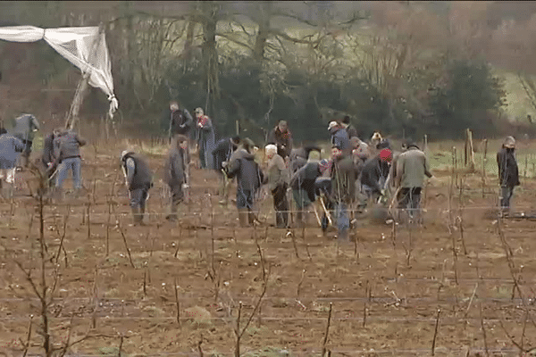 Une centaine de pomiculteurs du Limousin aide un collègue de Corrèze