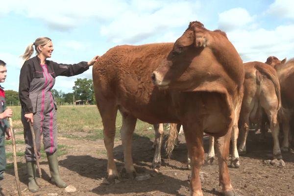 La chute d’une vache révèle une galerie gauloise à Trebry (22)