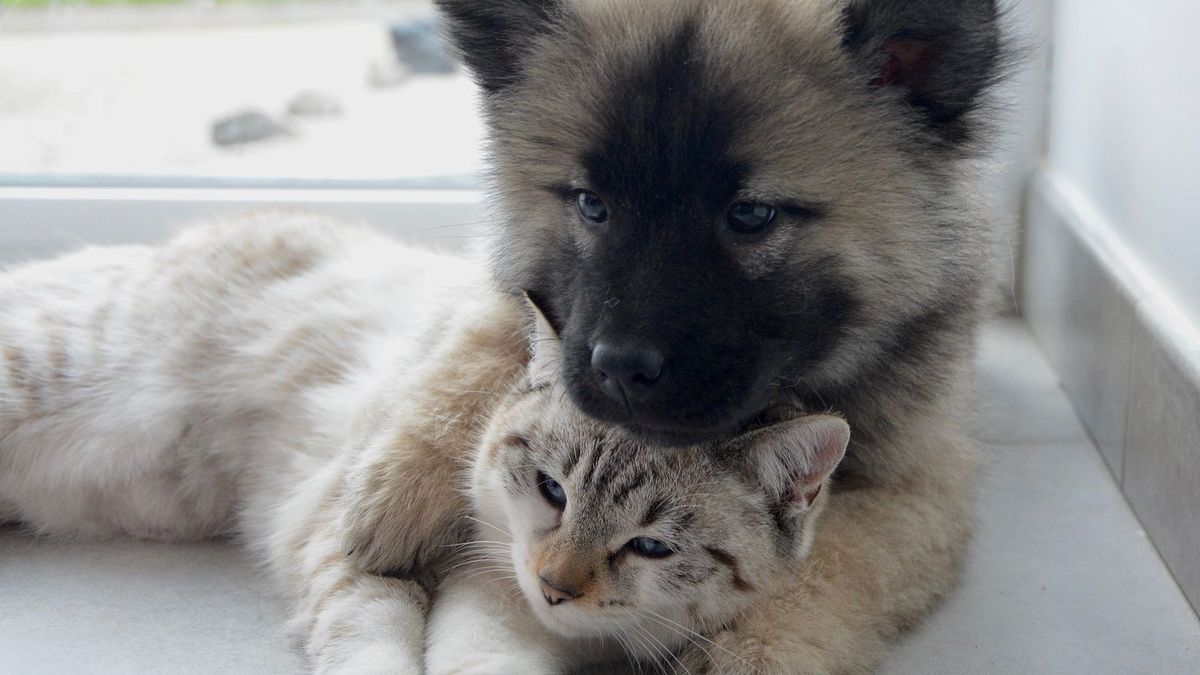 Depression Des Animaux De Compagnie Un Veterinaire Nous Dit Comment La Diagnostiquer Et La Soigner