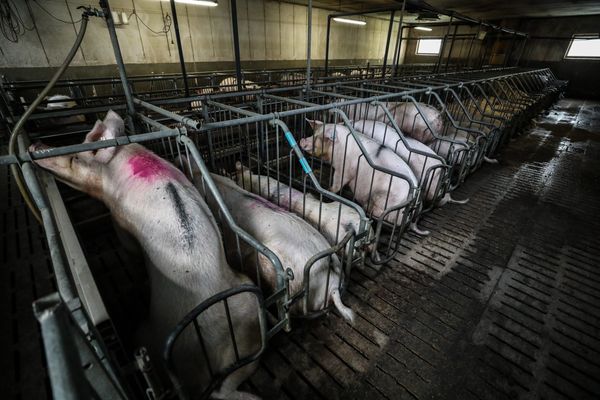 Un foyer de maladie d'Aujeszky, très contagieuse pour les animaux mais non transmissible à l'être humain, a été détecté dans un élevage de porcs situé au nord-ouest du Tarn-et-Garonne a annoncé la préfecture. (Illustration)