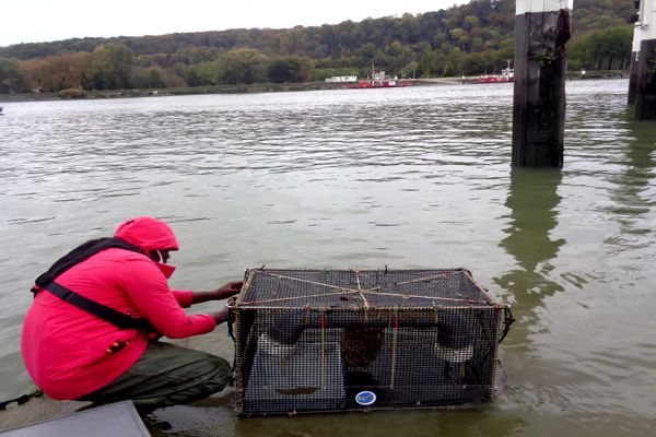 Les crevettes ont séjourné deux semaines dans des casiers immergés dans les eaux de la Seine, au niveau de Petit-Couronne (Seine-Maritime).