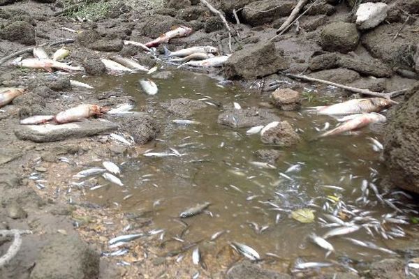 Lamproies, truites fario, brochets et autres espèces n'ont pas survécu à l’assèchement des bras de la rivière l’Ource, en Côte-d'Or.