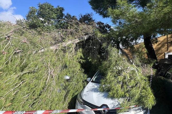 Des branches, et même des arbres, n'ont pas résisté à la puissance de cette tornade.