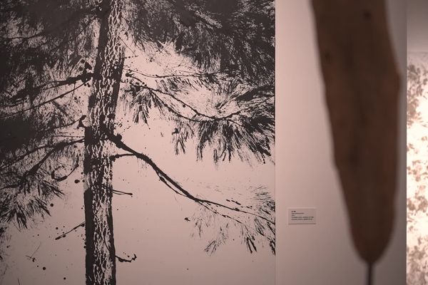 Les arbres sont au coeur d el'oeuvre de Pierre-Luc Poujol.