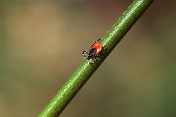 Tique femelle, espère Ixodes ricinus