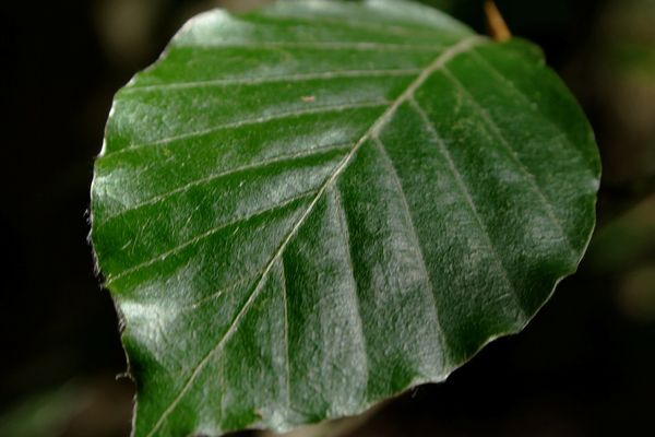 Gros plan d'une feuille de hêtre