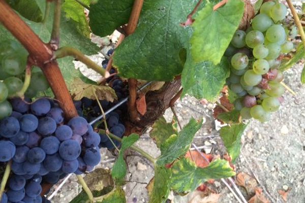 Plusieurs cépages anciens conservés à Curçay-sur-Dive dans le nord de la Vienne.