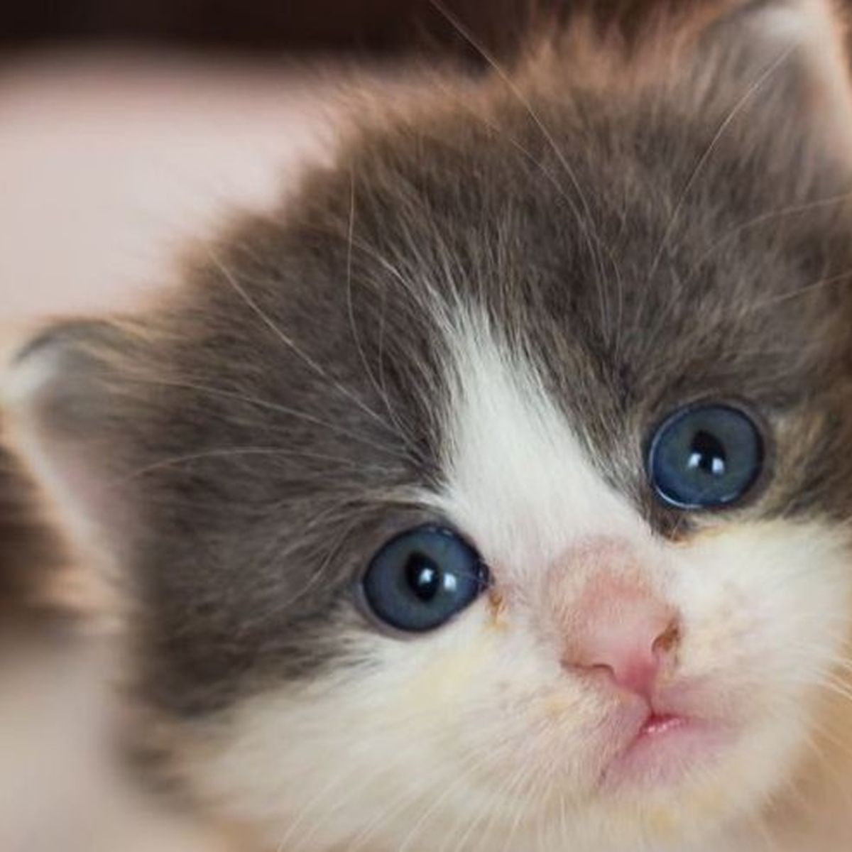 Dordogne Refoules D Une Soiree Ils Crevent Les Yeux D Un Chaton Et L Egorgent