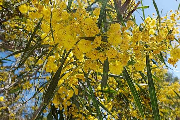 De janvier à mars, le mimosa s'épanouit sur la Côte d'Azur