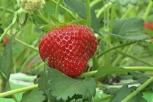 9000 visiteurs attendus pour la 23ème fête de la fraise de Beaulieu-sur-Dordogne (19)