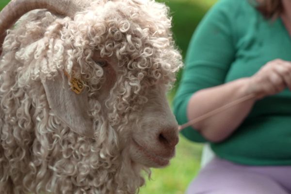 La laine a mille vertus et n'est pas bonne à jeter. Documentaire "En pure laine" de Bernadette Bourvon