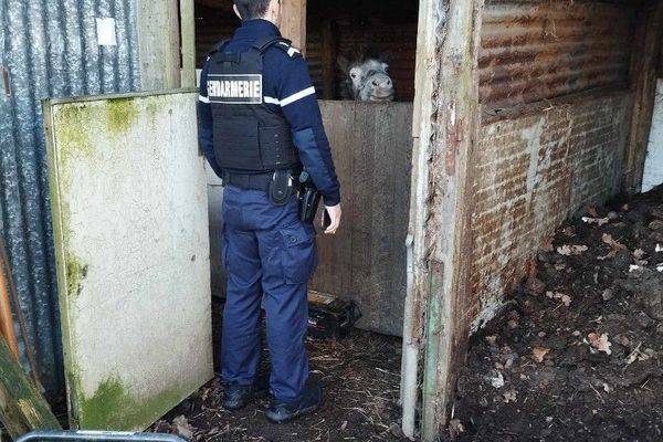 Le poney, nommé Vénus, est un mâle entier de 157 kilos, âgé de 12 ans.