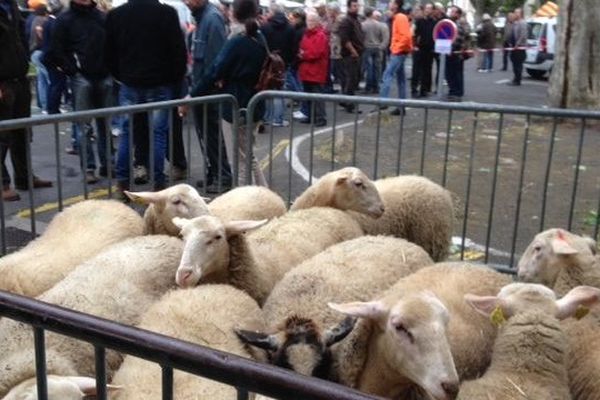 Les brebis devant la préfecture de Carcassonne