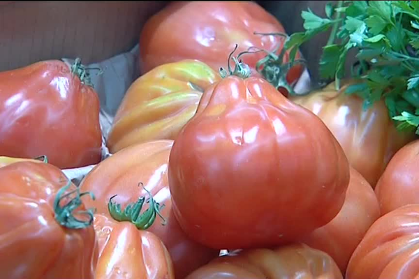 Vendues en supermarché sous l'appelation "coeuf de boeuf", ces tomates sont en réalité un "sosie industriel" de la variété. 