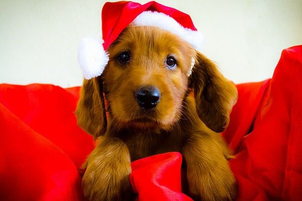 Un brin de pluie pour le père Noël.