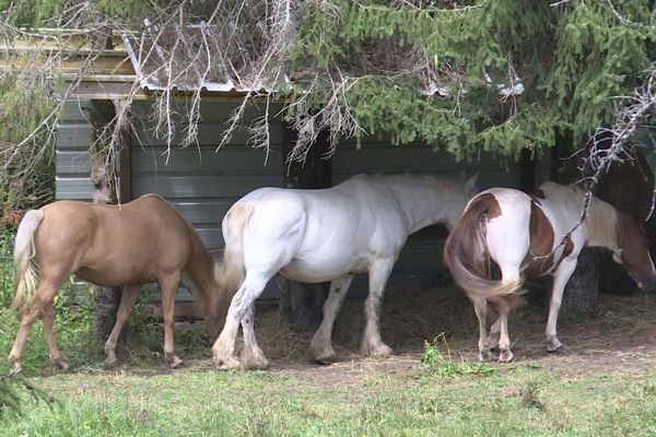 Dans le Jura, les propriétaires de chevaux inquiets après l'agression sauvage de juments mutilées au niveau des organes génitaux. 