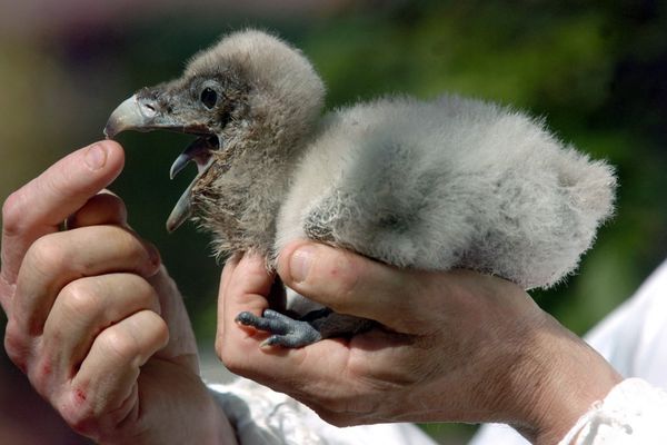 Quatre mois après l'éclosion de l'œuf, le jeune gypaéton, s'il a survécu, va prendre son envol. Cette année, dix jeunes rapaces ont ainsi été observés, quittant le nid, dans la zone du Parc des Pyrénées.