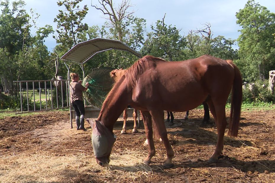 L Inflation Galopante Provoque Une Hausse Des Abandons De Chevaux