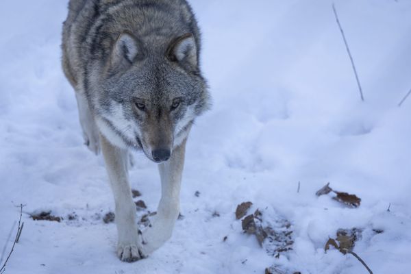 En 2024, 200 loups ont été tué en France, aucun en Lorraine officiellement.