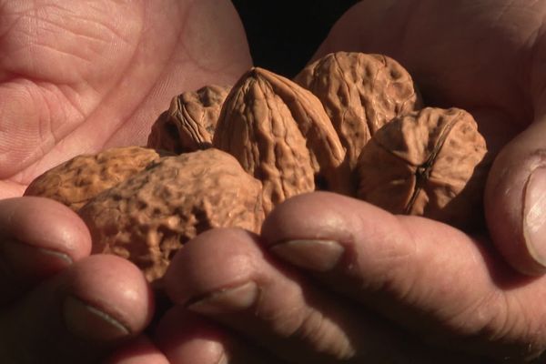 Les producteurs de l'AOP noix de Grenoble s'attendent à une récolte 2024 meilleure que les deux précédentes.