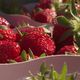 La 49eme édition de la fête des fraises de Carros a remporté un franc succès.