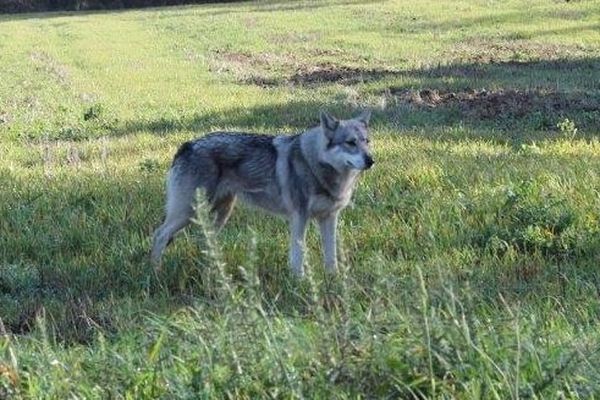 Le chien-loup capturé hier à Caudan