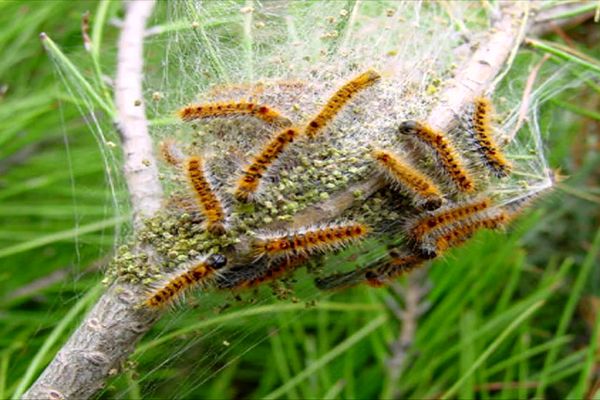 De novembre à mars, les chenilles processionnaires du pin défilent dans nos jardins ou nos forêts. Des sorties chaque hiver plus précoces à cause du réchauffement climatique.