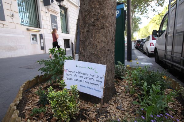 La ville de Paris met fin à l'expérimentation de la végétalisation des pieds d'arbres lancée en 2015.