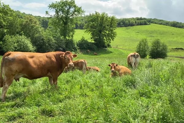 Les bovins produisent à eux seuls la moitié des émissions du secteur agricole.