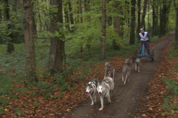 La course de chiens de traineau, à Monceau-l'Abbaye (Oise), dimanche 6 novembre.