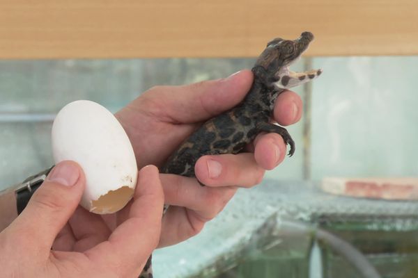 Un des bébés crocodiles du parc Planète Exotica