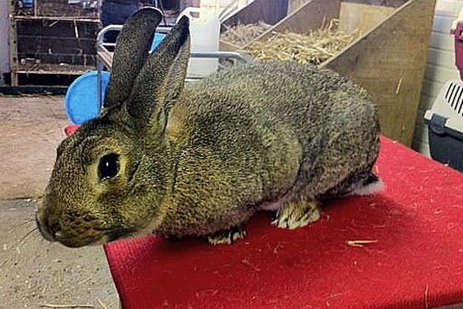 Les Lapins Extraordinaires D Un Eleveur Amateur De Seine Maritime