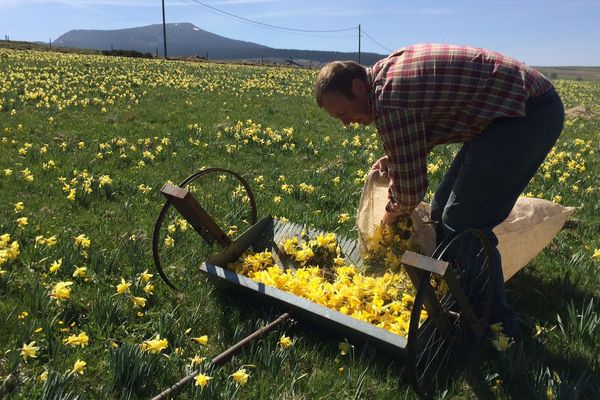 Vincent et Anne-Laure Souvignet ramassent entre 100 et 200 kilos de jonquilles par jour.