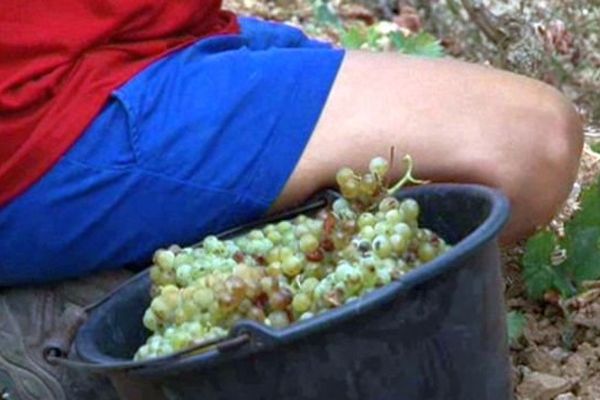 Vendanges précoces au Fitou. Août 2015.