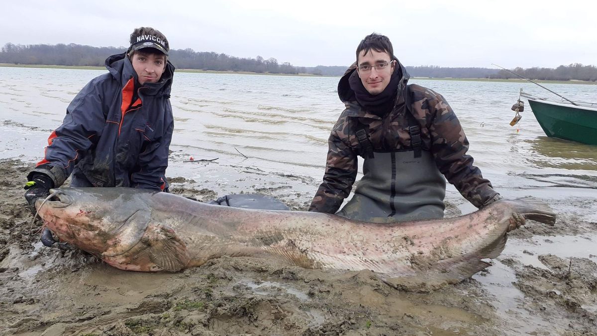 Un Pecheur De Cote D Or Sort Un Silure De Plus De 2 Metres Du Lac Du Der