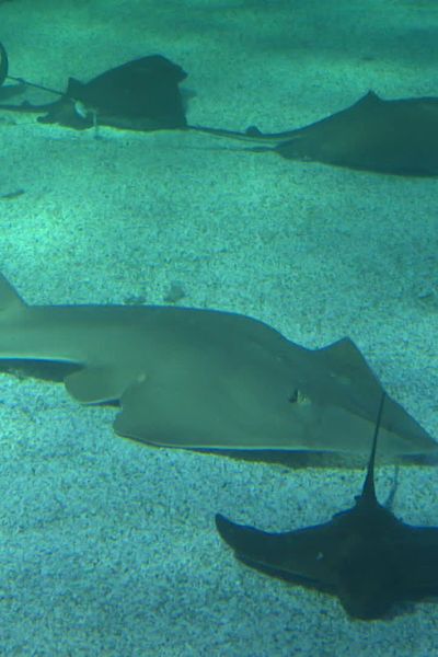 L'aquarium du Croisic accueille une centaine de raies de quatre espèces différentes