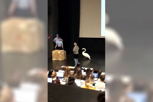 Les plaisantins ont débarqué dans l'amphithéâtre de la faculté de psychologie de Clermont-Ferrand afin de livrer un cygne.