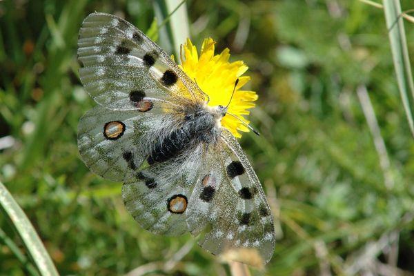 L'Apollon, magnifique papillon, menacé dans son habitat dans les Pyrénées, vallée d'Ossau principalement. 