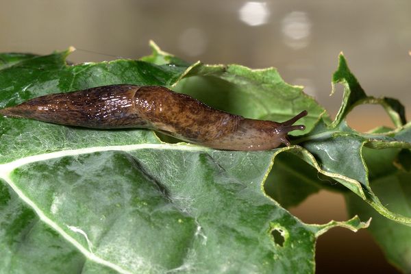 Une limace peut manger jusqu'à la moitié de son poids en une journée.