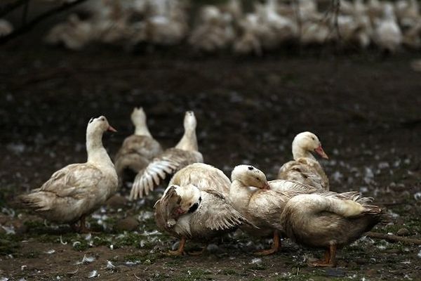 18 000 canards ont été abattus