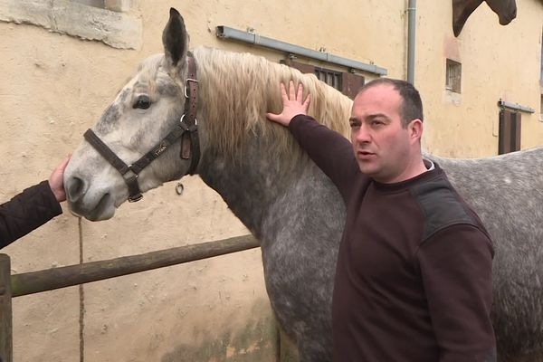 Kaline de la Motte, percheronne de 3 ans, s'apprête à partir à Paris pour le Salon international de l'agriculture