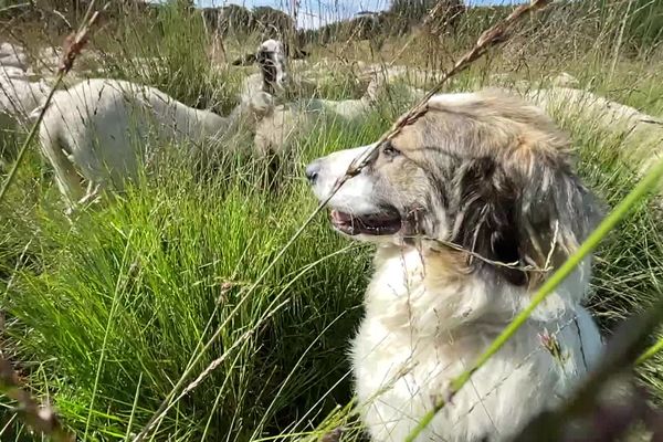 Un patou garde des brebis sur une tourbière du plateau de Millevaches