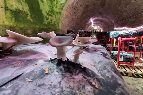 Pleurotes et shiitakés poussent dans une cave de la Citadelle du Château-d'Oléron.