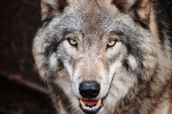 La progression du loup en France est constante depuis quelques années